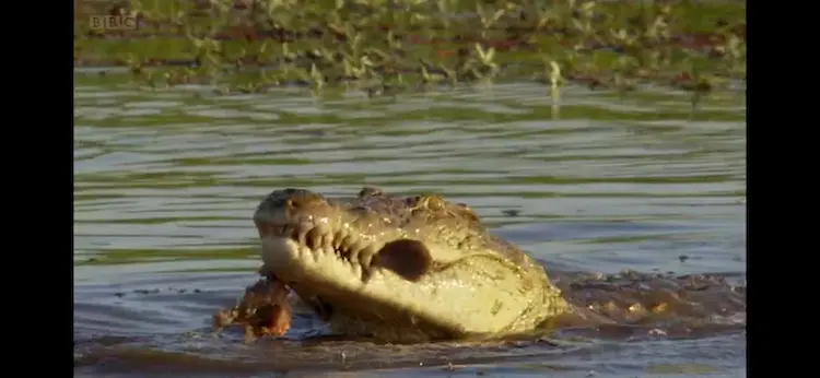 Nile crocodile (Crocodylus niloticus) as shown in Africa - The Future